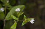 Carolina elephantsfoot